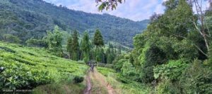 Dawaipani Premium homestay