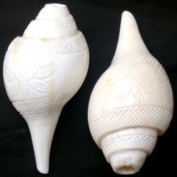 Conch Shell Carving