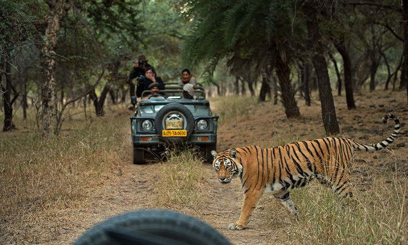 forest safari