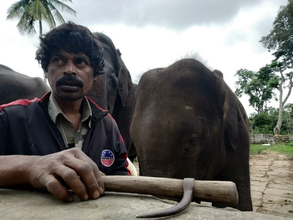 Dubare Elephant Camp-Coorg Tour from Kolkata